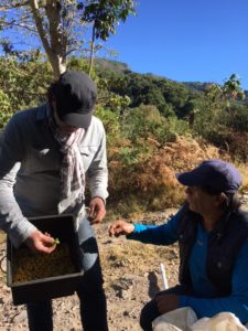 Kaffeeernte in Miramar - Costa Rica