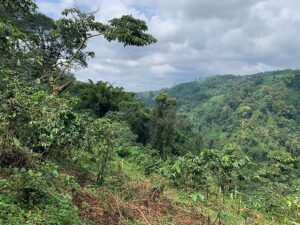 Kaffeepflanzen in Rio Negro in Guatemala