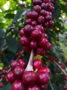 reife Kaffeekirschen auf einem Ast