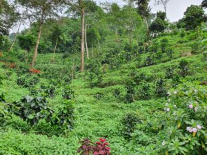 Kaffeeplantage in Guatemal